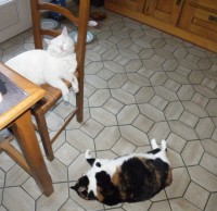 /album/galerie-de-photos-de-coincouinette-et-et-son-casanova/dscf3133-jpg/